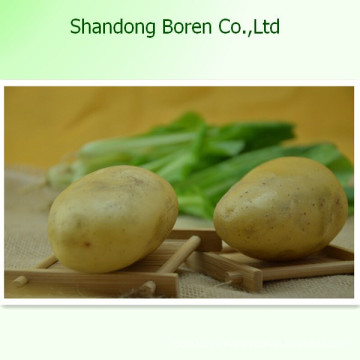 Patata fresca de alta calidad de Shandong Boren